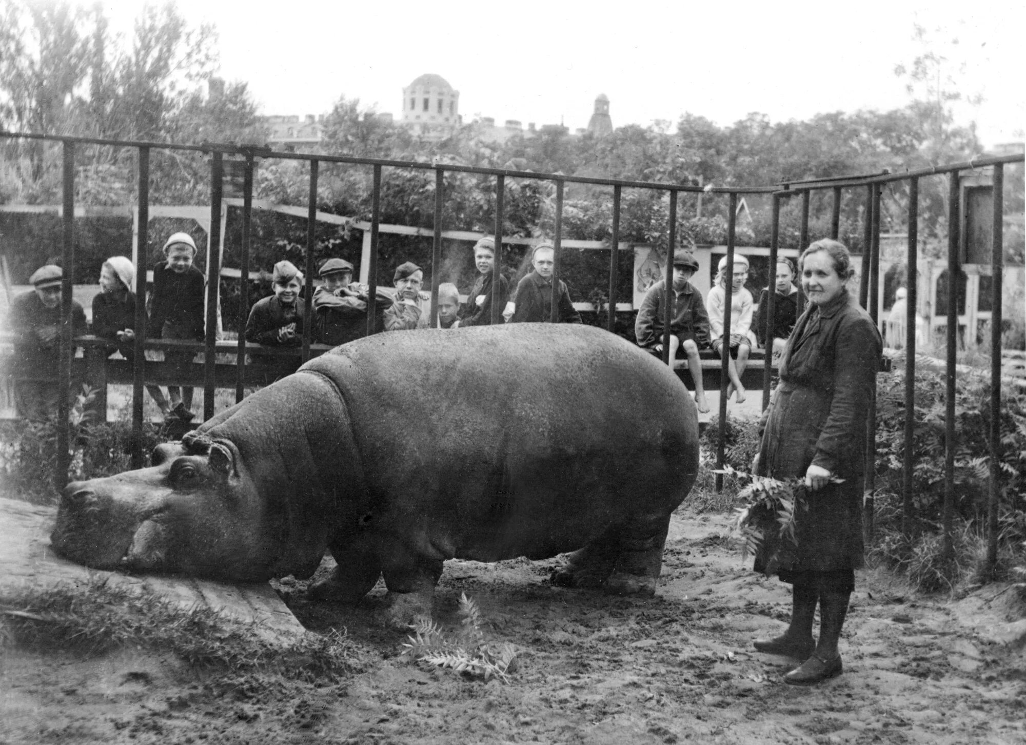 Животное пережившее блокаду ленинграда. Бегемот Ленинградский зоопарк блокада. Ленинградский зоопарк в блокадном Ленинграде. Ленинградский зоопарк бегемотиха красавица. Ленинградский зоопарк бегемотиха в блокаду.