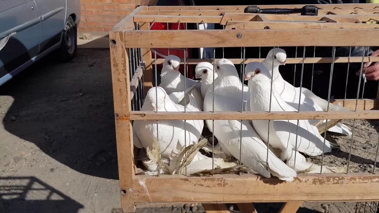 Голуби в кропоткине. Рынки голубей. Голуби выставка голубей. Голуби Прохладный. Голуби на птичьем рынке.