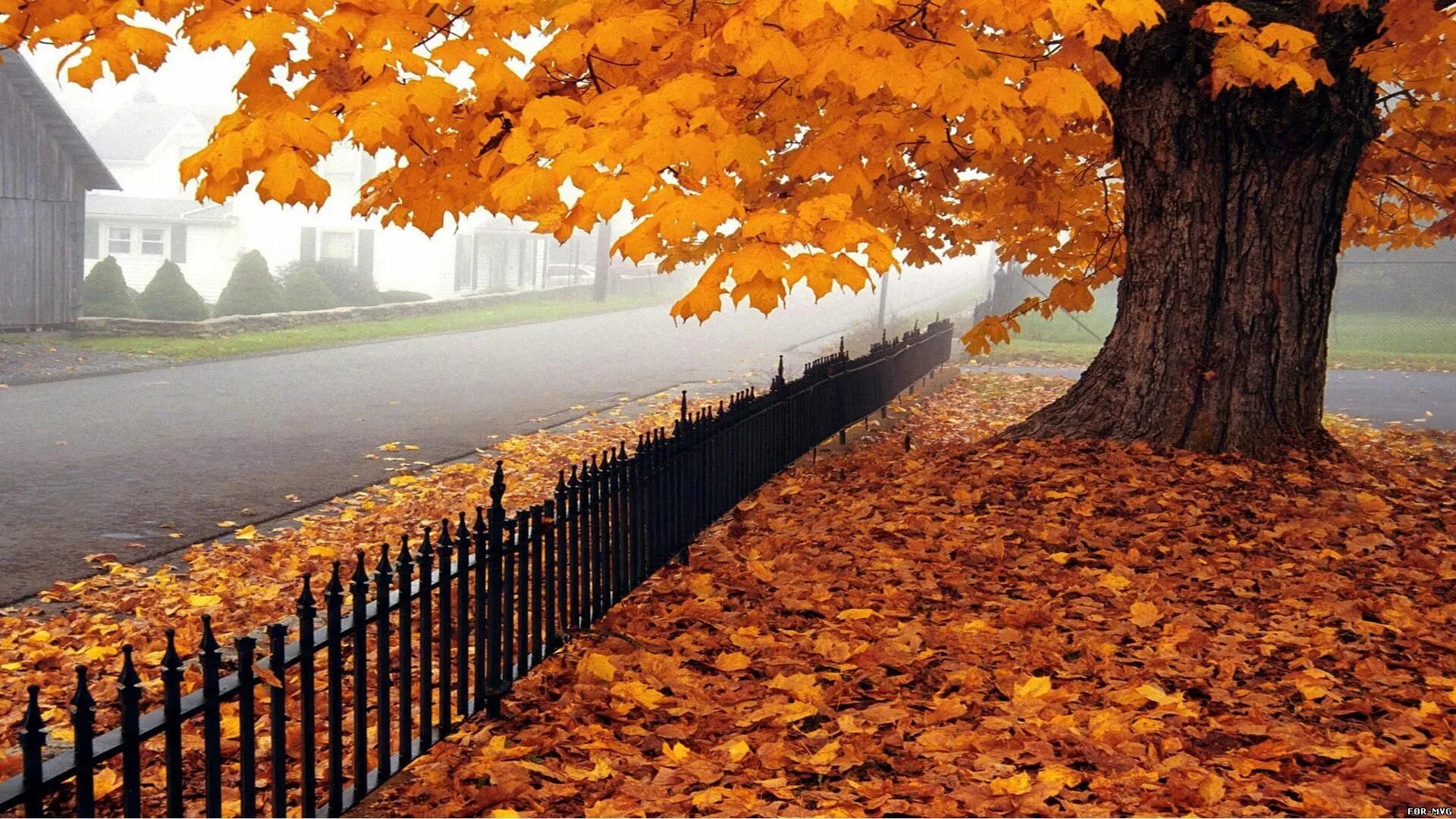 Листопад это явление. Осень листопад. Наступил осенний листопад. Осень листопад дождь. Осенние листья листопад.