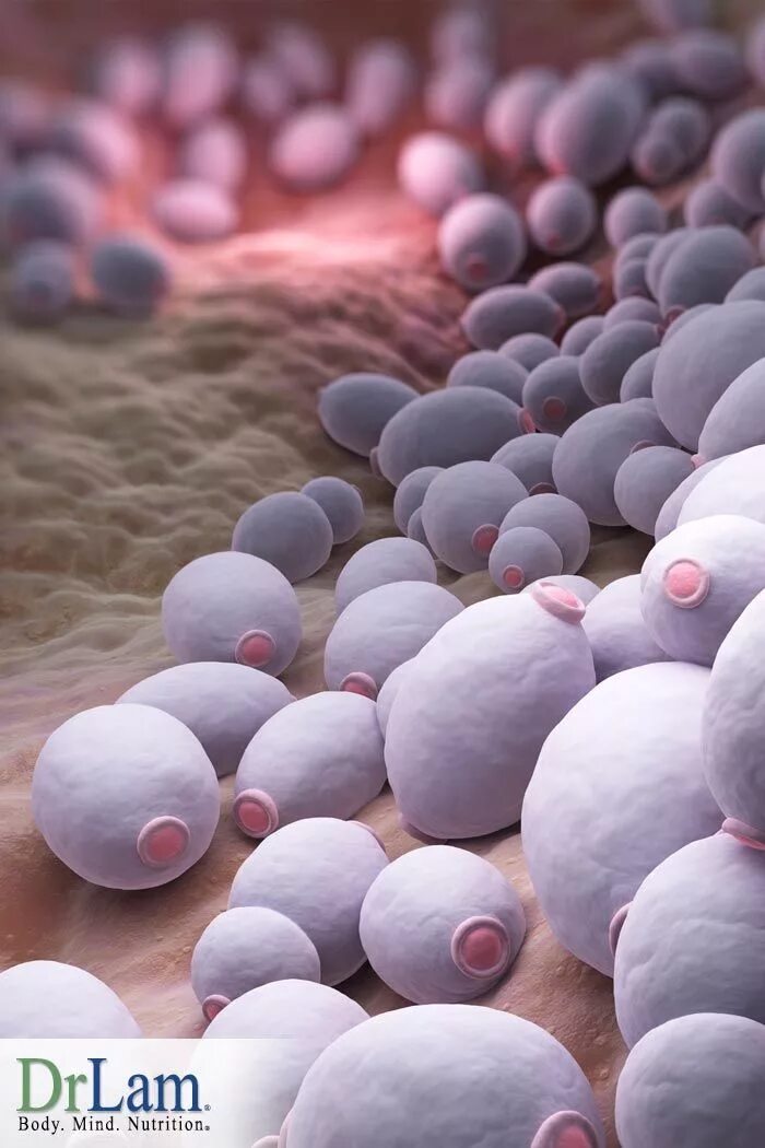 Candida albicans 10 в 5. Кандиды половых органов. Дрожжеподобный грибок кандида. Грибы кандида микробиология. Грибок кандида под микроскопом.