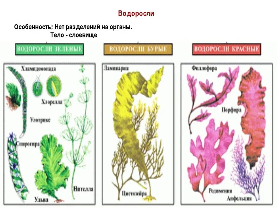 Растения класса водоросли. Представители водорослей 5 класс биология. многоклеточные бурые водоросли. бурую, красную, многоклеточную зеленую водоросли. многоклеточные бурые водоросли названия.