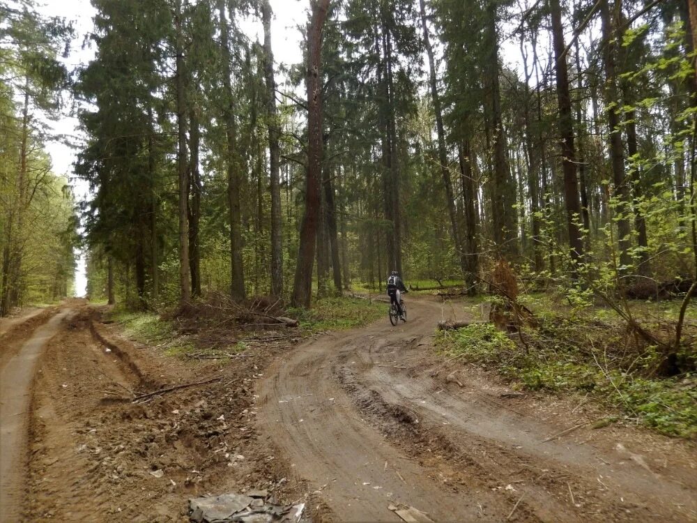 Просека лэп келколово. Просека. Бумажная просека. Лосиный остров национальный парк «абрамцево»,. Абрамцевская просека лосиный остров.