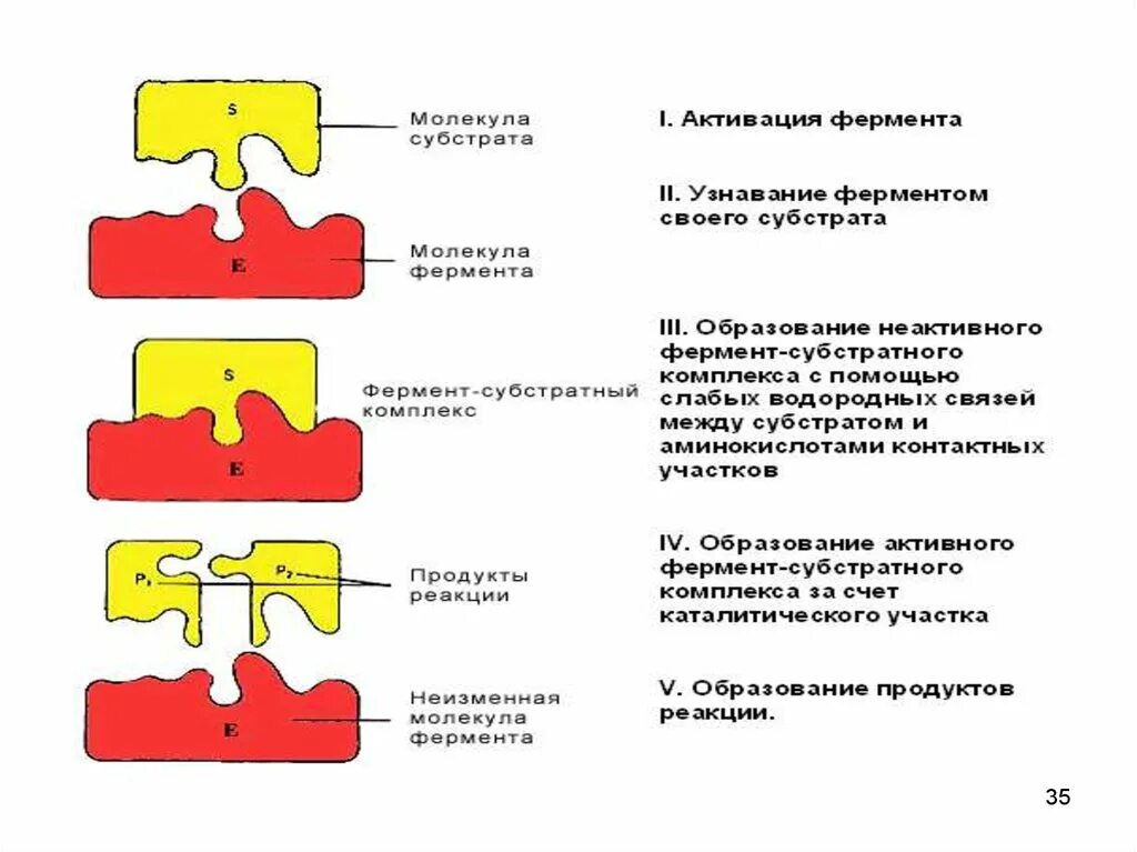 Структура молекулы фермента. Структура молекулы фермента. Ферменты химический состав кратко. Химическая структура ферментов. Структура молекулы фермента.
