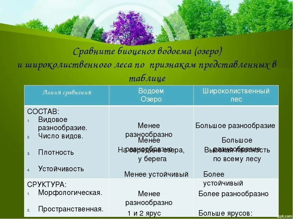 Пространственная структура биоценоза. Растения растительного сообще. Характеристика биоценоза леса. Характеристика экосистемы.