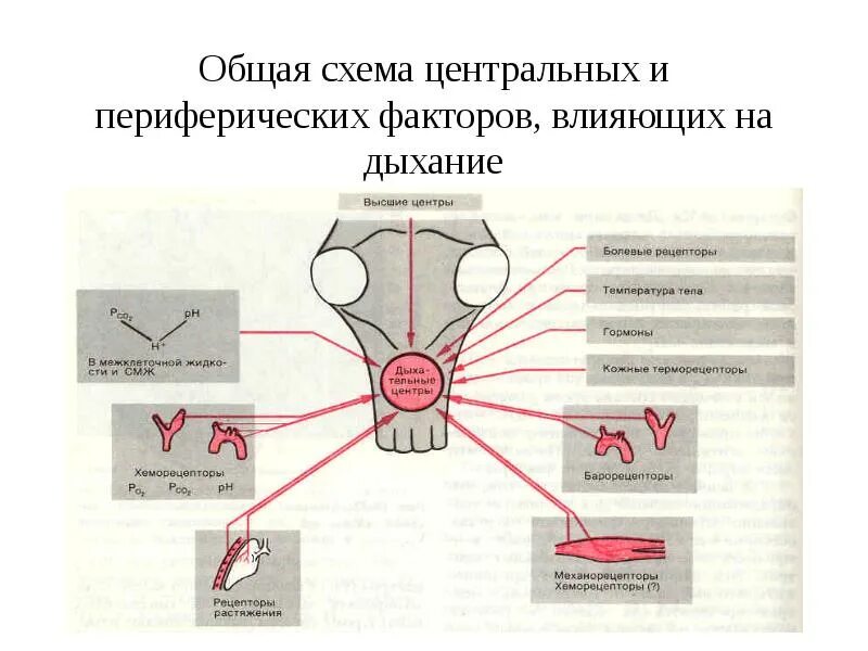 Хеморецепторов в регуляции дыхания типа. Роль центральных и периферических рецепторов в регуляции дыхания. Центральные рецепторы дыхания. Центральные рецепторы дыхания. Центральные рецепторы дыхания.
