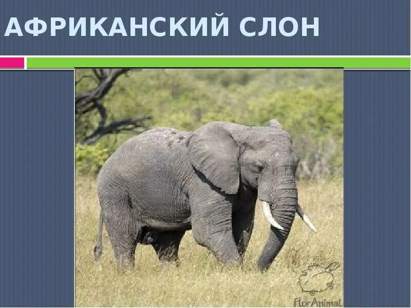 Почему надеждин слон. Слоны 1 класс. презентация на тему слоны. слон для презентации. африканский слон проект.