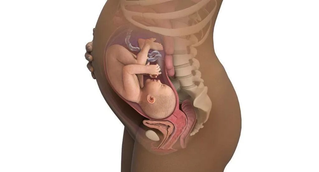 Матка на 21 неделе беременности. Расположение плода на 12 неделе беременности в животе. Положение плода на 21 неделе беременности. Расположение малыша на 20 неделе беременности. Расположение плода на 24 неделе беременности.