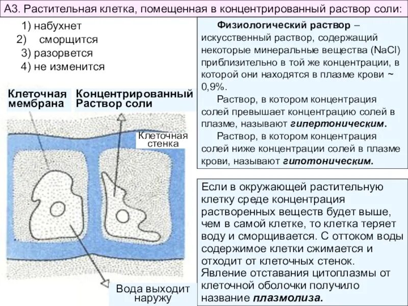 Клетка растений в растворах. Растительная клетка в гипертоническом растворе. Клетка растений в гипертоническом растворе. Концентрация соли в растительной клетке.