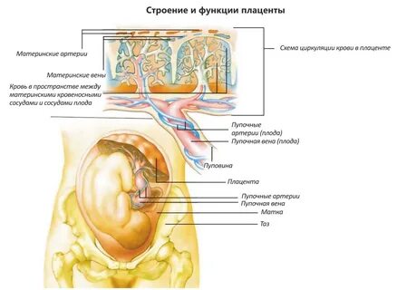 Плацента 6 3