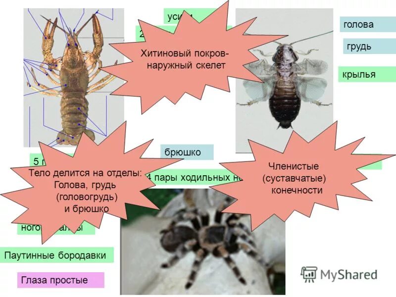 Покровы тела паукообразных 7 класс. Строение пищеварительной системы паука. Внешнее строение паука паукообразных. Строение паукообразных 7 класс биология. Строение паука паутинные бородавки.