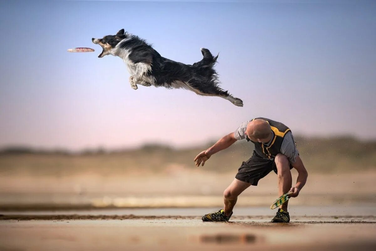 Ловля в прыжке. Собака прыгает. Собака в полете. Щенок в прыжке. Собака в движении.