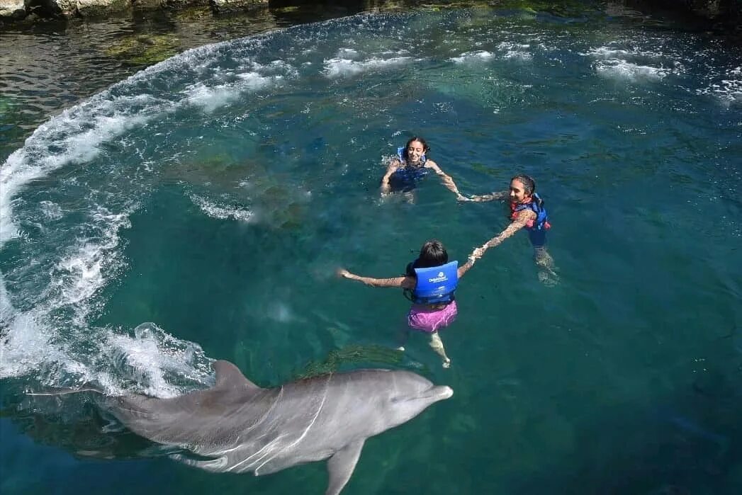 Datos perturbadores de los delfines