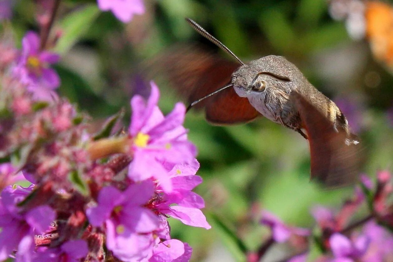 Праздник сегодня бражник. Сибирская колибри бражник. Иван бражник народный праздник 20 января. Праздник сегодня бражник. Сиреневый бражник пономарева фото.