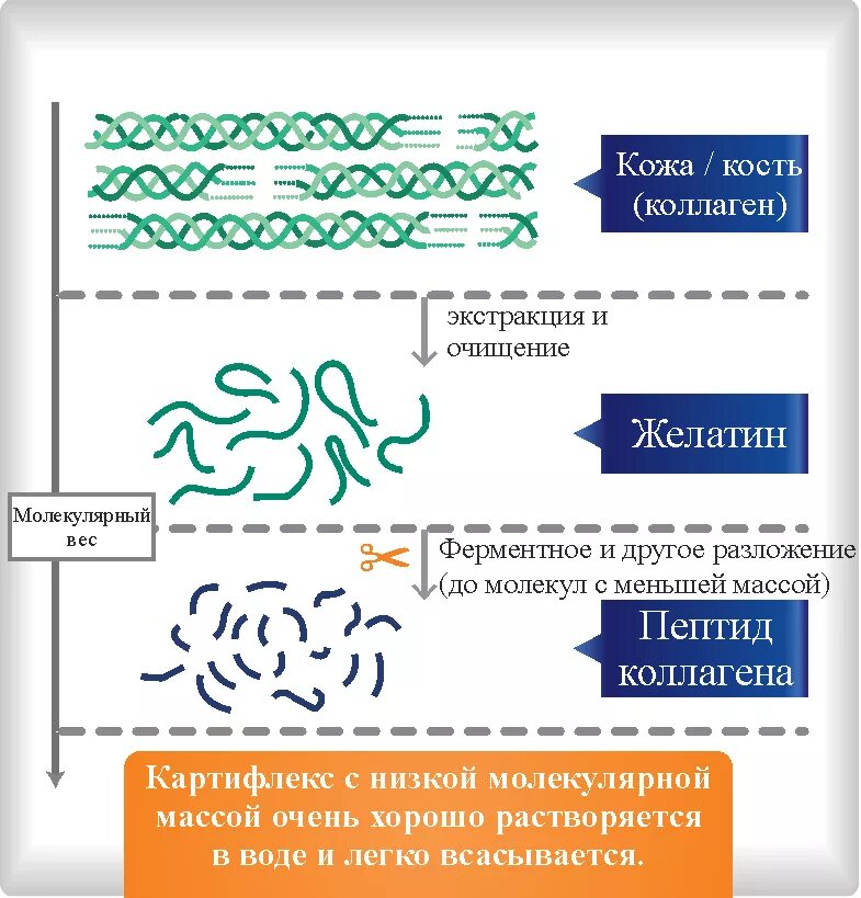 типы коллагена таблица функции. строение коллагенового волокна. коллаген в чем разница между ними. коллаген человека. коллаген в чем разница между ними.