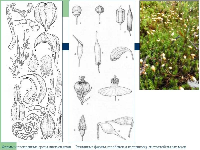 Формы коробочек мхов. Форма листьев листостебельного мха. Мох в форме листа. Форма листьев сфагнума.