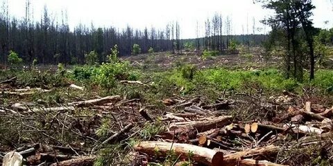 Благовещенсктегі порно