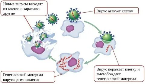Вирусы способны к размножению
