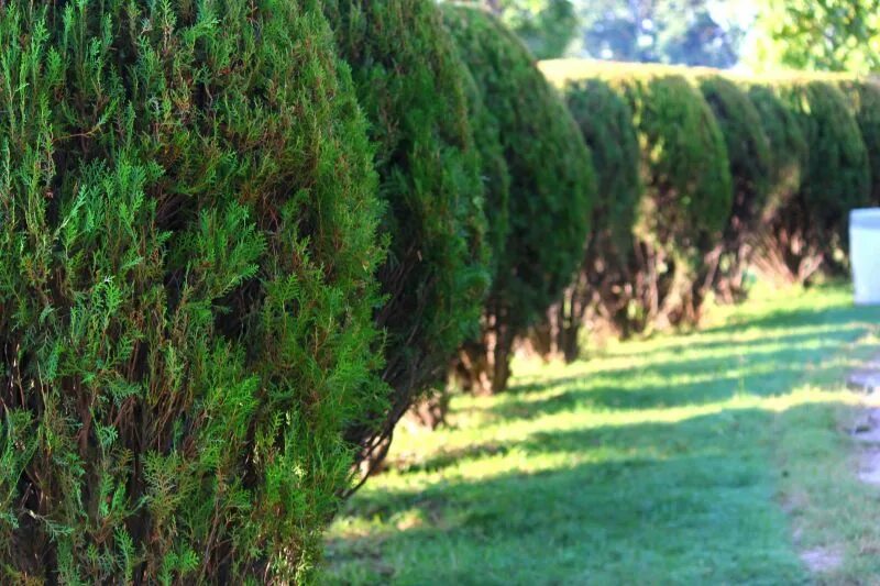 Buchsbaum Arbustos de jardín, Plantas de sol, Arbustos