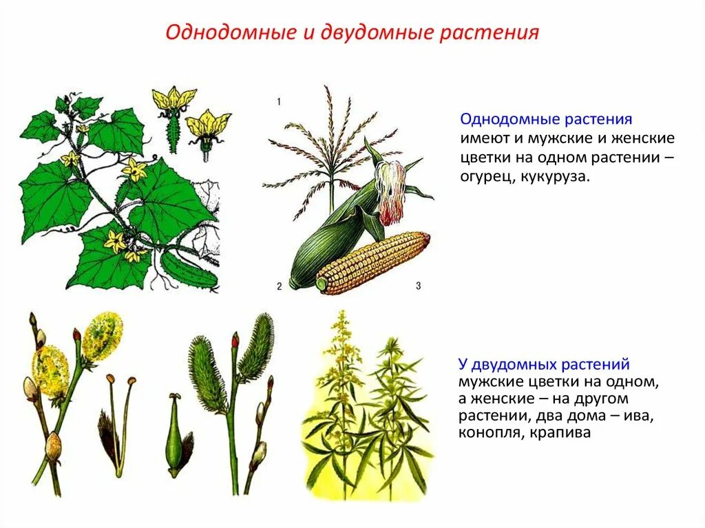 Двудомными называют растения у которых развиваются цветки. Однодомные и двудомные цветки. Осина двудомное растение. Цветок однодомные и двудомные растения. Осина однодомное или двудомное растение.