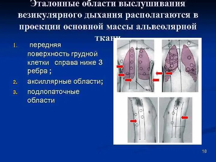 Аускультация везикулярное дыхание. Места выслушивания везикулярного дыхания. Везикулярнге лыхание аускультаци я. Ослабление везикулярного дыхания. Аускультация везикулярного дыхания