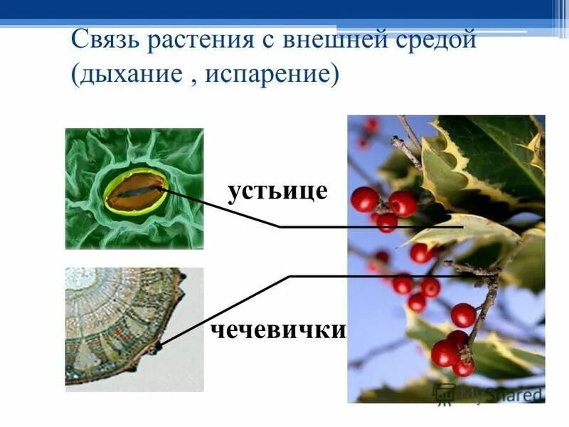 взаимосвязь почвы и растений. связь растений и животных. растением связи. растением связи. растением связи.