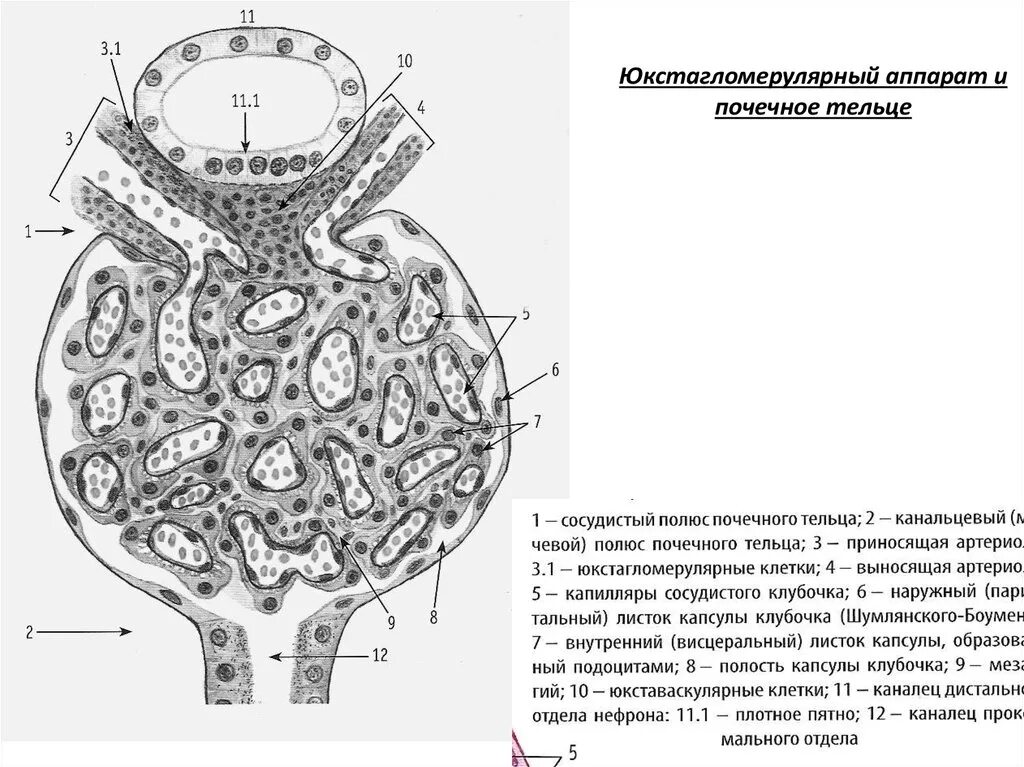 Юга гистология. Почечное тельце и юкстагломерулярный аппарат. почечное тельце юкстагломерулярного аппарата. схема строения почечного тельца. почечное тельце и юкстагломерулярный аппарат гистология.