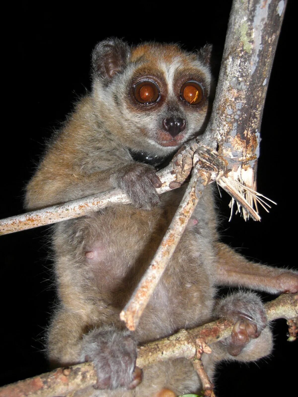 Лори вики. Малый лори – nycticebus pygmaeus. бенгальский лори. толстый лори. толстый лори википедия.