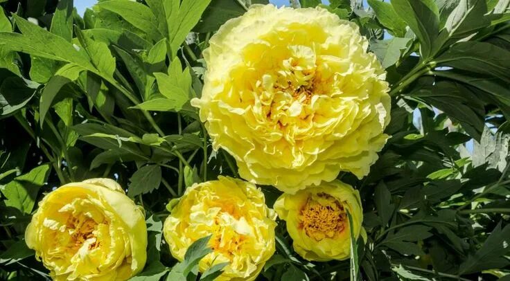 Пионы желтые сорта фото купить Itoh Peony Yellow Crown in 2024 Hardy hibiscus, Perennials, Planting peonies