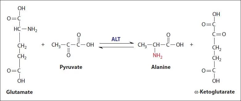 Аланин кислота реакция. Аланин Альфа кетоглутарат пируват глутамат. Аланин и Альфа кетоглутарат. Alanine Transaminase. Глутамат пируват 2 кетоглутаровая кислота аланин.