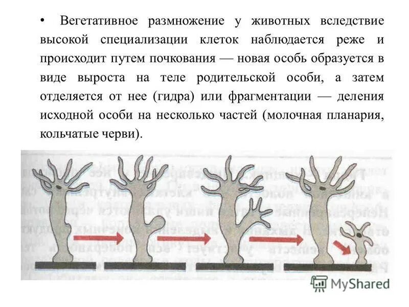 размножение происходит путем почкования. размножение происходит путем почкования. путём почкования способны размножаться. почкование гидры это бесполое размножение. бесполое размножение пресноводной гидры почкованием.