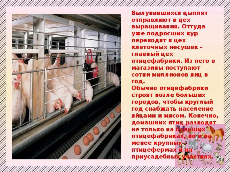 Животноводство пермского края 4 класс. Сообщение о животноводстве. животноводство в нашем крае. сообщение о животноводстве нашего края. животноводство в нашем крае презентация 4.