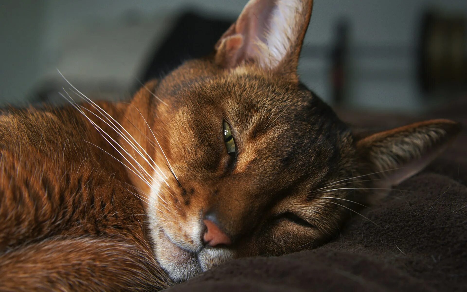 Какой кот дремот. Абиссинская кошка. абиссинец кот фото. абиссинская кошка полосатая. кот дремлет.
