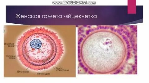 Сколько половых клеток в яйцеклетке