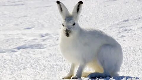 Северный заяц