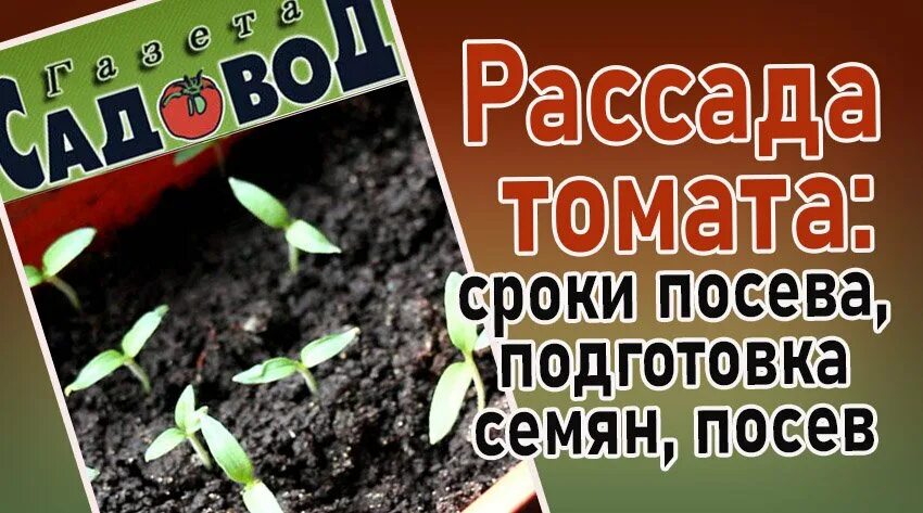 Посев томатов на рассаду чем обработать семена. Сроки посева семян томатов на рассаду. Подготовка семян томатов к посеву на рассаду. Дата посева томатов. Рассада и семена заставка.