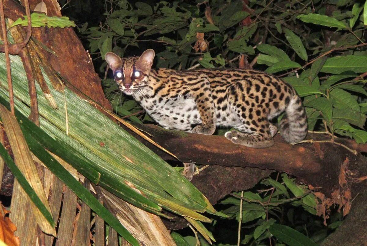 Интересные животные америки. Оцелот растение. Длиннохвостая кошка leopardus wiedii. Оцелот фауна Южной Америки. Амазонский Оцелот.