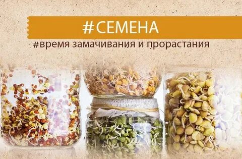 Проращивание семян сроки