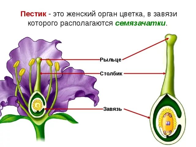 Завязь функция 6 класс. Строение завязи пестика. Строение пестика цветка. Семязачатки в пестике. Строение завязи пестика рисунок.