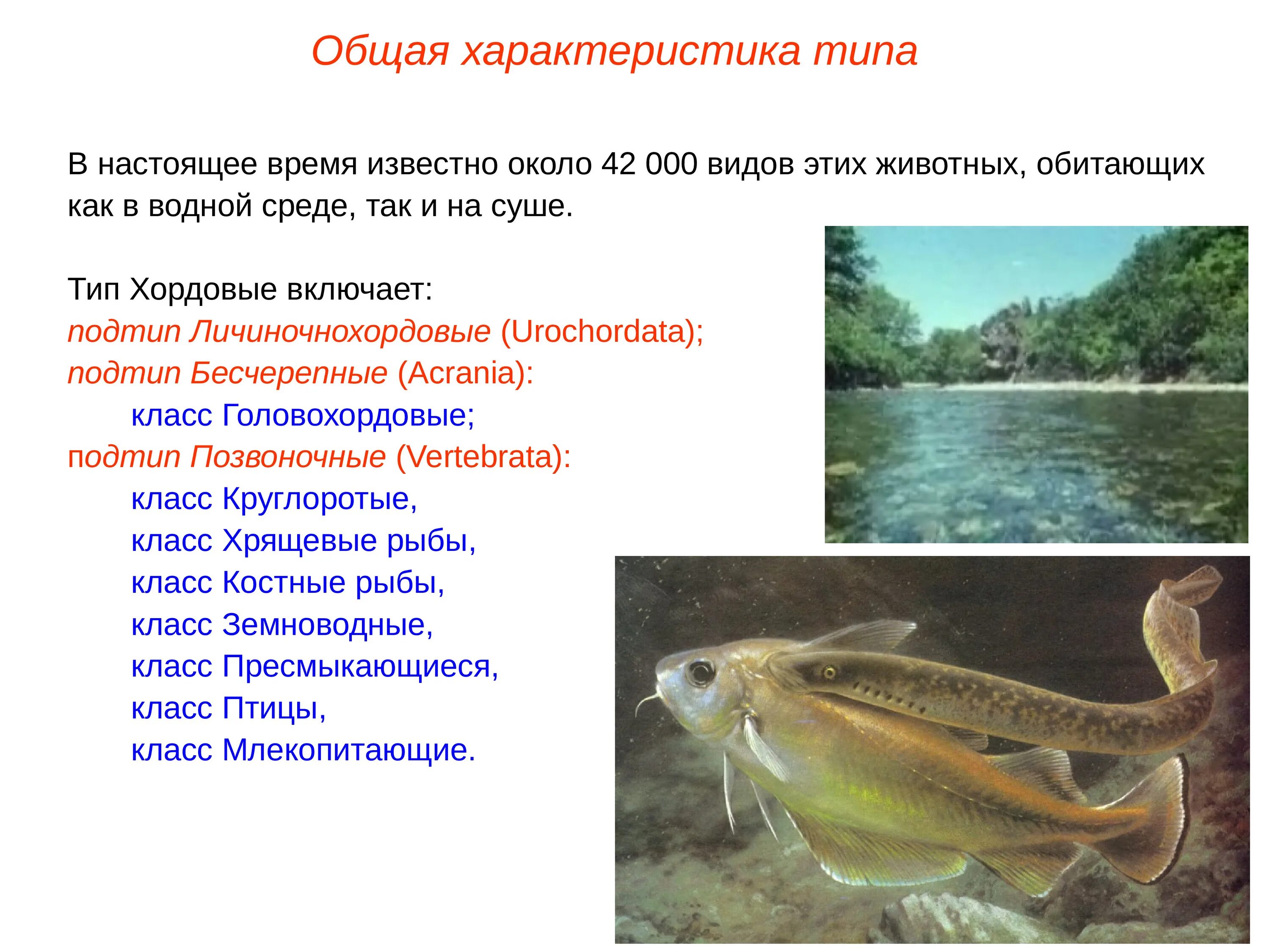 Конспект по биологии 7 класс хордовые. Общая характеристика типа хордовые бесчерепные и рыбы. тип хордовые бесчерепные общая характеристика. хордовые подтип бесчерепные. строение хордовых рыб.