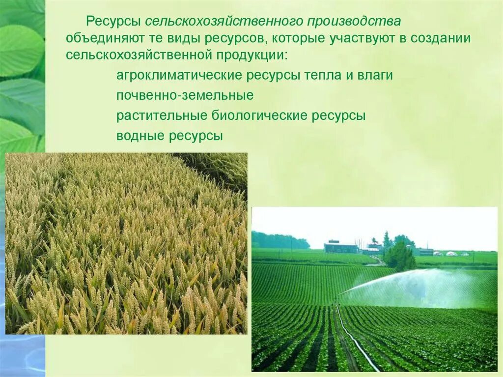 Ресурсы сельского хозяйства. Ресурсы сельскохозяйственного производства. Природные ресурсы сельского хозяйства. Природные ресурсы сельскохозяйственные земледельческие.