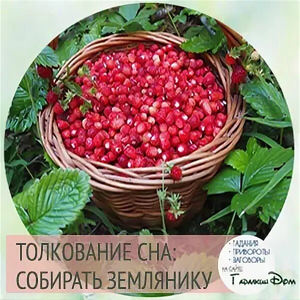 К чему снится много клубники. К чему снится клубника во сне женщине. Сонник земляника. Клубника сон к чему. Сон клубника толкование.