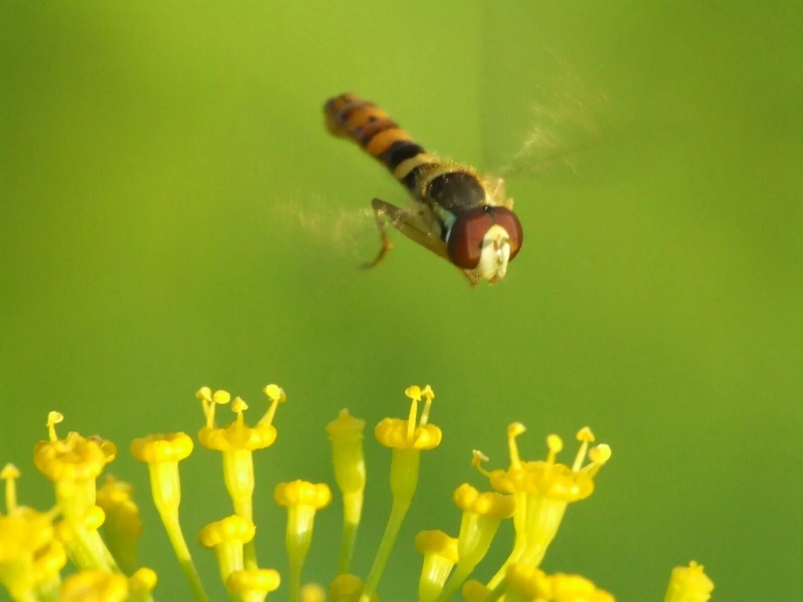 Оформление fly. Цветочные мушки. Цветочная Муха. Насекомые которые летают над цветами. Желтые цветы от мух.