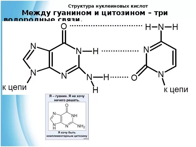 Гуанин и цитозин водородные связи