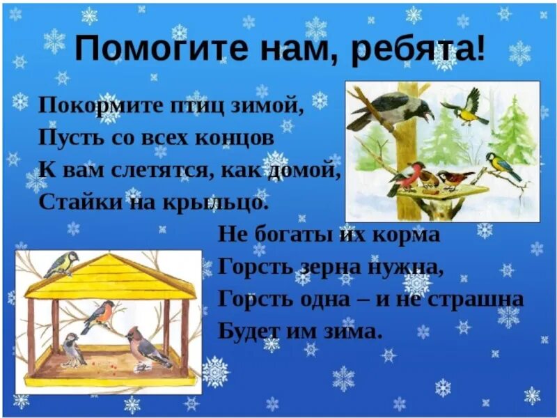 Спасем птиц зимой. Покормите птиц зимой. статья как помочь животным в зимнее время. проект спасем птиц зимой. помоги птицам зимой.