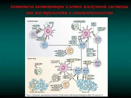 Активатор клеток виеда