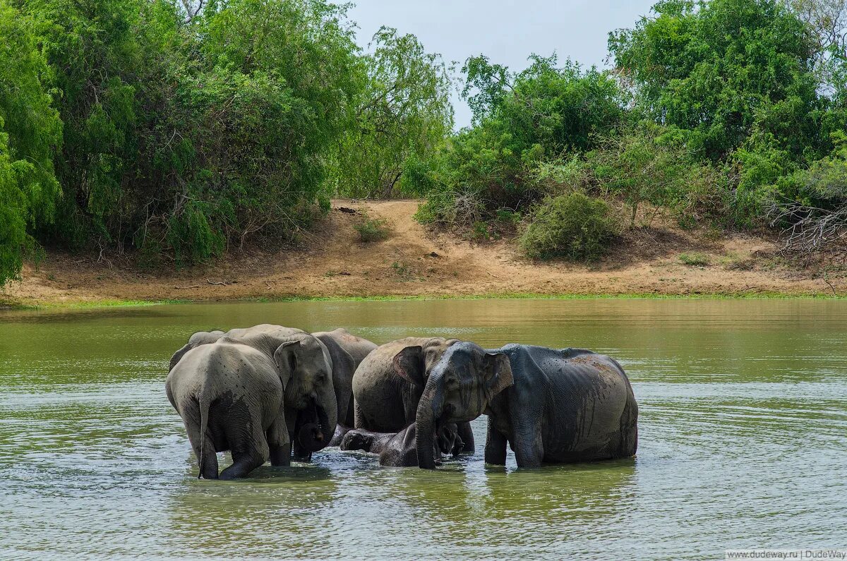 Национальный парк Яла Шри Ланка. Национальный парк Удавалаве Шри Ланка. Сафари парк Яла Шри Ланка. Национальный парк Яла Шри Ланка животные.