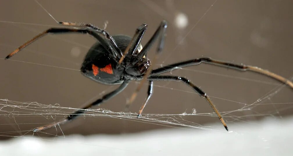 У какого паука черная паутина. Черная вдова паук. Чёрная вдова паук паутина. Каракурт паук паутина. Чёрная вдова паук паутина черная.