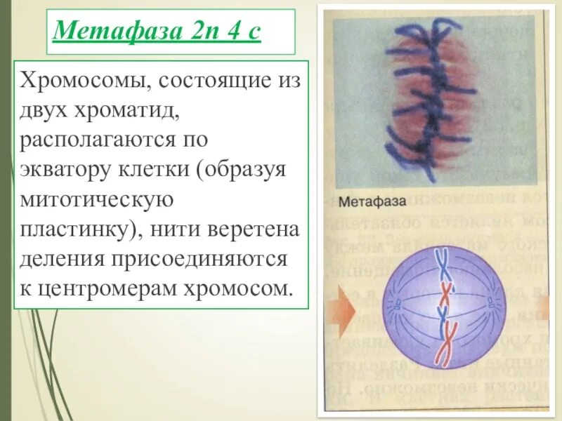 Хромосомы состоят из двух хроматид. Метафаза. Хроматиды в метафазе. Хромосомы располагаются по экватору клетки.