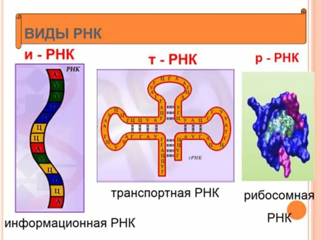 ИРНК МРНК ТРНК РРНК. Типы и структура РНК. Строение ТРНК, ИРНК, РРНК, МРНК. Строение РНК.