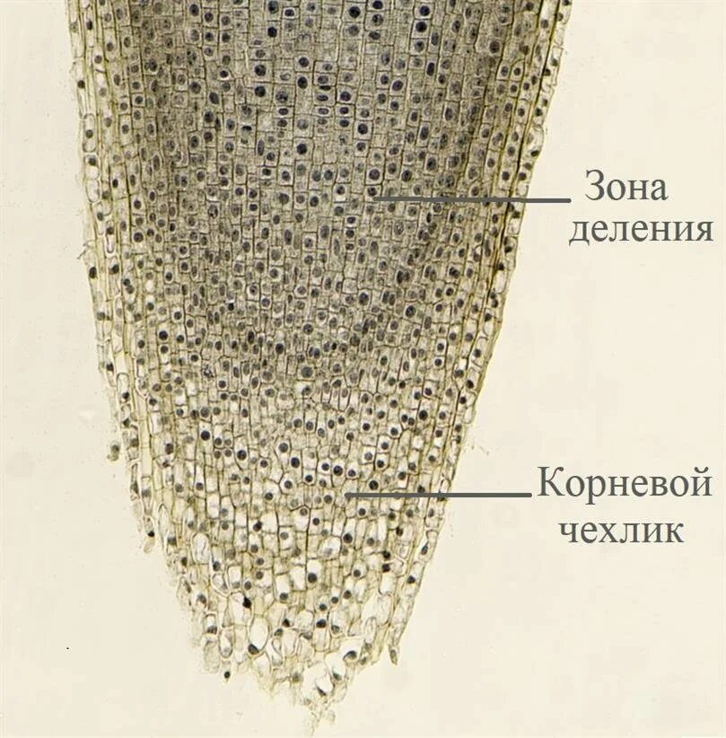 Зона корня защищающая корень от механических повреждений